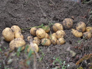 Zemědělci na Vysočině zkouší pěstovat brambory bez herbicidů. Jsou jediní v České republice