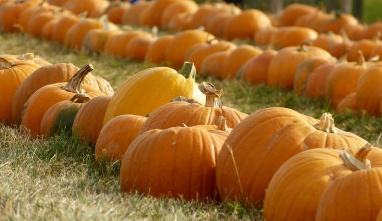 Dýňový svět 2016