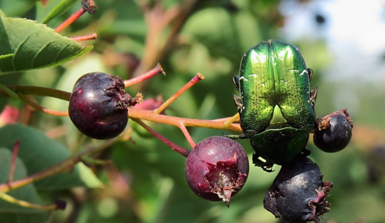 zlatohlávek skvostný 