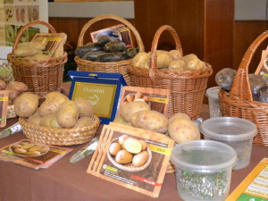FOTO: Do Havlíčkova Brodu se sjeli bramboráři. Sklizeň je letos slabší, shodli se