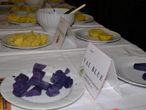 Jedna z nových registrovaných odrůd v letošním roce Val blue