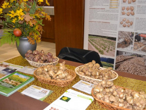 Své využití mají v české kuchyni i topinambury