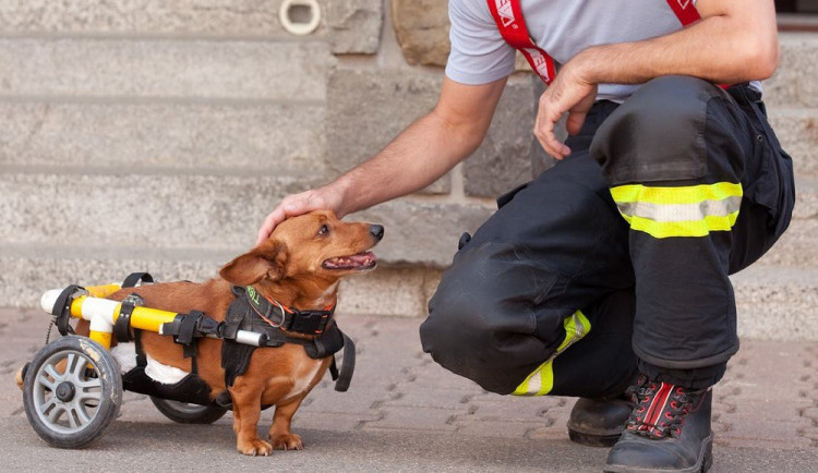 Hasiči pomáhají útulkům
