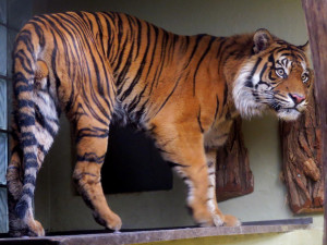 Tygří rodinu v jihlavské zoo dneska rozšířil pětiletý samec Dandys