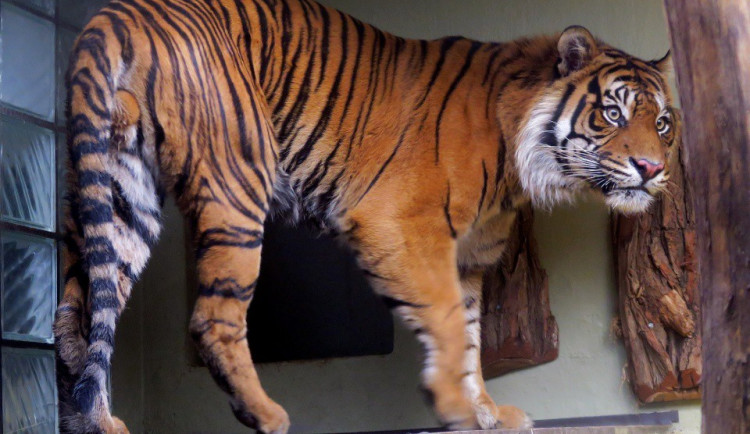 Tygří rodinu v jihlavské zoo dneska rozšířil pětiletý samec Dandys