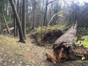 Vysočina sčítá škody po víkendové vichřici. Lidé by i nadále měli zvážit procházky v lese