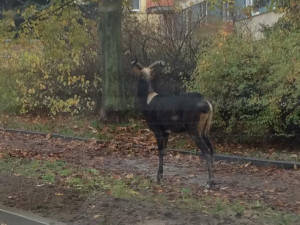 FOTO + VIDEO: Z jihlavské zoo utekla antilopa. Na Březinkách ji pomáhali chytat strážníci