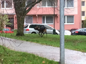 Z jihlavské zoo utekla antilopa. Na Březinkách ji pomáhali chytat městští strážníci