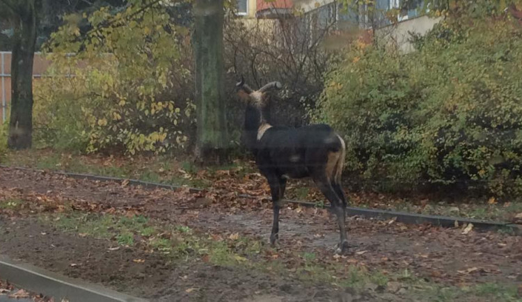 Z jihlavské zoo utekla antilopa. Na Březinkách ji pomáhali chytat městští strážníci