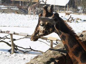 V jihlavské zoo bude přes advent pořádně živo, pro návštěvníky se chystá bohatý program