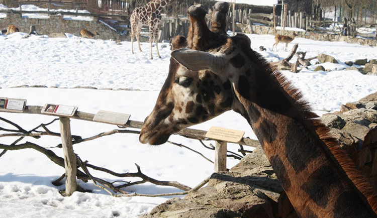 V jihlavské zoo bude přes advent pořádně živo, pro návštěvníky se chystá bohatý program