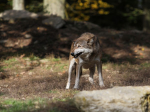 Odborníci potvrdili výskyt vlka ve Ždárských vrších. Po sto devadesáti letech