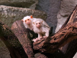Jihlavská zoologická zahrada druhým rokem překonala hranici tří set tisíc návštěvníků