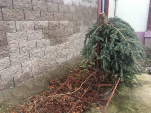 V Jihlavě se plánují mimořádné svozy odstrojených vánočních stromků. První v sobotu