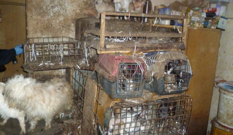 FOTO: V Kamenici nad Lipou našli veterináři v chovu přes dvě stě týraných psů