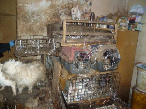 FOTO: V Kamenici nad Lipou našli veterináři v chovu přes dvě stě týraných psů