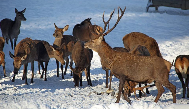 Ze Šumavy do Lán. Ochočeného jelena Standu zachránil ministr