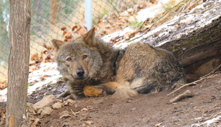 Z jihlavské zoologické zahrady utekla samička vlka. Je plachá a pro lidi není nebezpečná