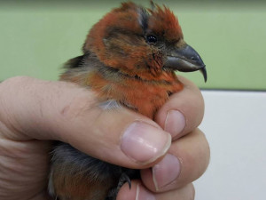 Záchranná stanice v Pavlově v mrazech přijímá vyhladovělé a zraněné ptáky