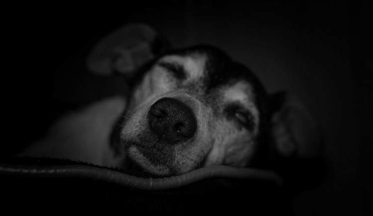 Internet zaplavily záběry, na kterých mladík brutálně bije svého psa. Případ už šetří policie