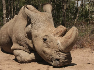 ZE SVĚTA: Zemřel poslední samec nosorožce severního bílého na světě. Život prožil v Česku