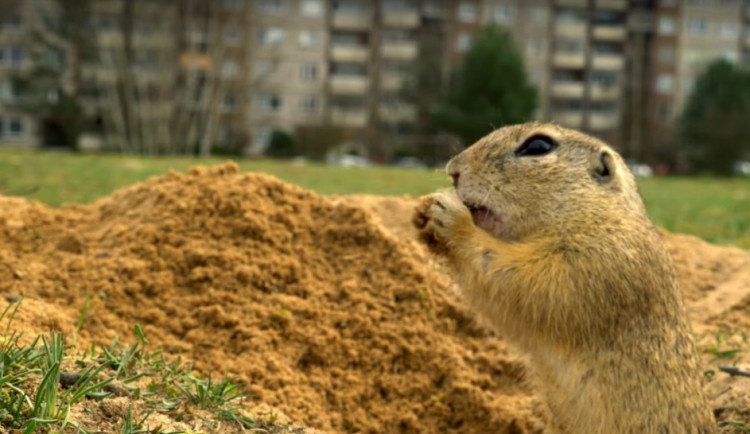 FILMOVÉ PREMIÉRY: Dokument Planeta Česko ukáže, že divočina začíná hned za dveřmi