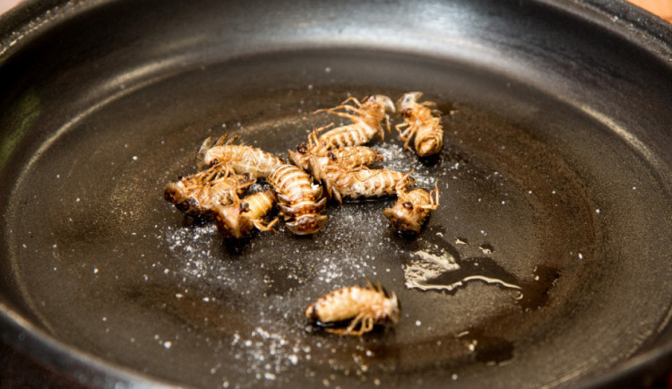 Blíží se Světový den zdraví. VŠPJ nabídne celodenní program včetně ochutnávky hmyzu
