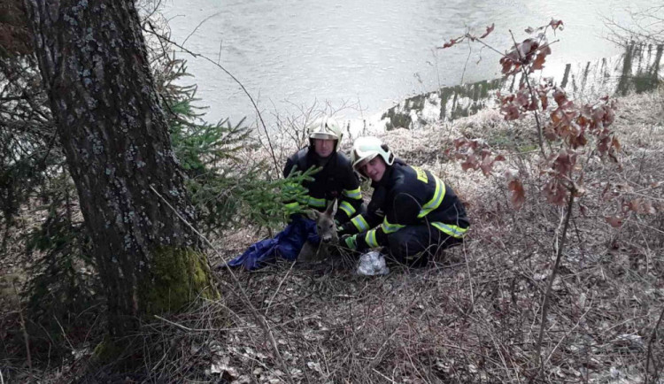Hasiči pomohli topící se srnce. Z vody ji vytáhli po dvaceti minutách od ohlášení