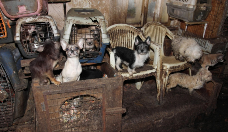 V případu týraných psů bylo zahájeno trestní stíhání. Dvojici hrozí až pětileté vězení