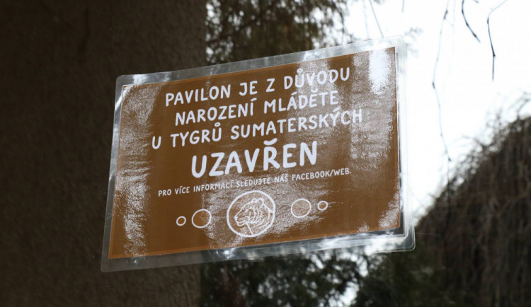 Jihlavská zoo dočasně zavřela pavilon tygrů sumaterských, mají mladé. Počet se zatím neví
