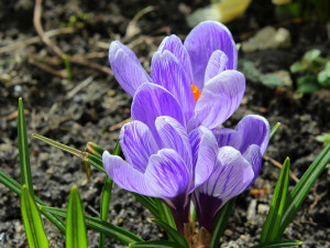 POČASÍ NA SOBOTU: Převážně jasná obloha, na teploměru až sedmnáct stupňů