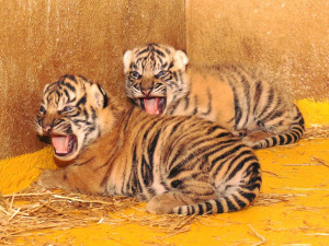 FOTO: Tygři sumaterští v jihlavské zoo mají dvě mláďata. Jsou s matkou v porodním boxu