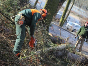 Sedmdesátka stromů na Heulosu půjde k zemi. Důvodem je velké sucho a kůrovec