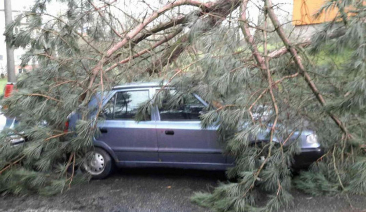 Spadlý strom na jihlavské ulici Polní 
