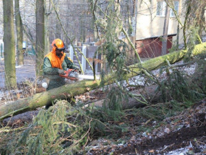 U stromů s kůrovcem musíme jednat rychle, zní ke kácení na Heulosu z jihlavské radnice