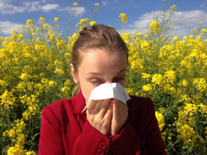 Alergiky aktuálně trápí pyl z břízy. Teplo a sucho situaci zhoršuje