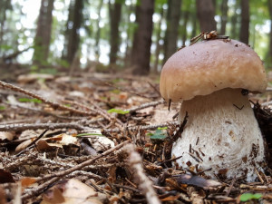 Začíná houbařská sezona. Využijte jarní mykologickou poradnu v jihlavském muzeu