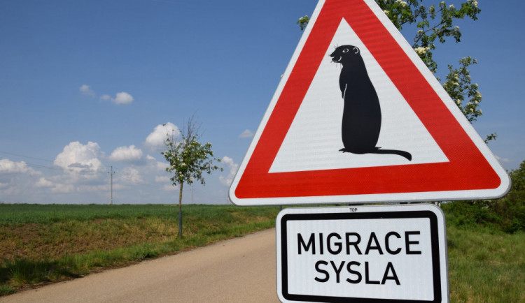 Osmdesátku syslů u Mohelna nyní chrání speciální dopravní značka