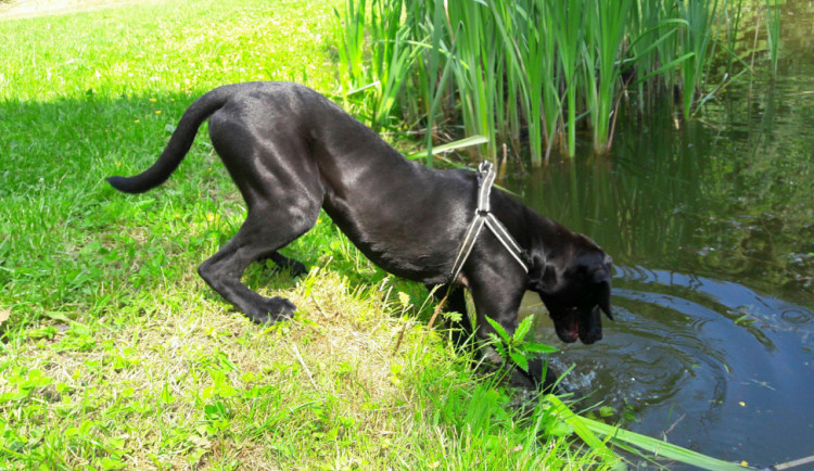 ZÁPESNÍK #11: Plavací pes