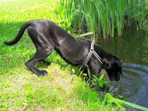 ZÁPESNÍK #11: Plavací pes