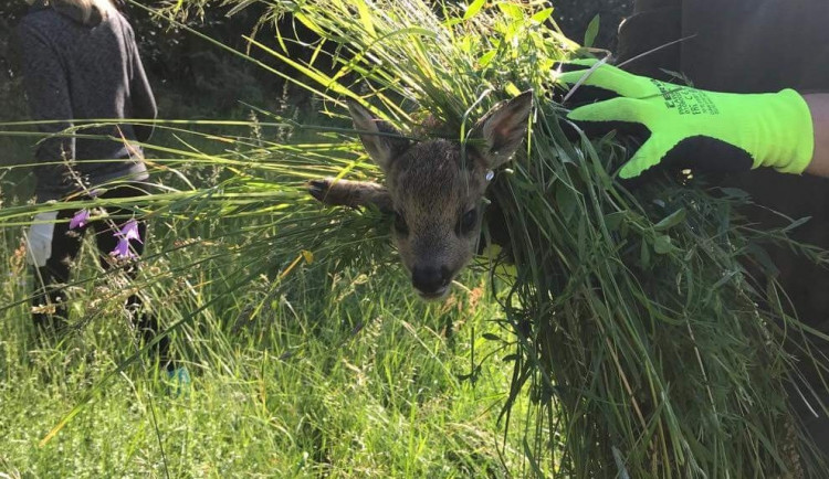 Při sečení luk každý rok zahyne mnoho srnčat. Lidé je proto zachraňují i díky dronům s termovizí