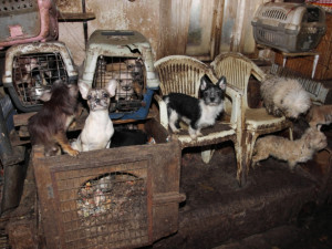 Chovatelé více než dvou stovek psů v Kamenici nad Lipou dostali za týrání podmínku
