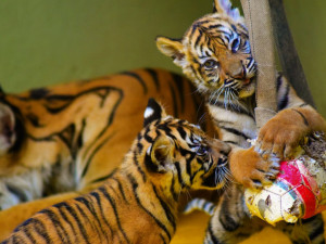 Zoo Jihlava pokřtila tygří mláďata. Od kmotra dostala jména Surya a Mau