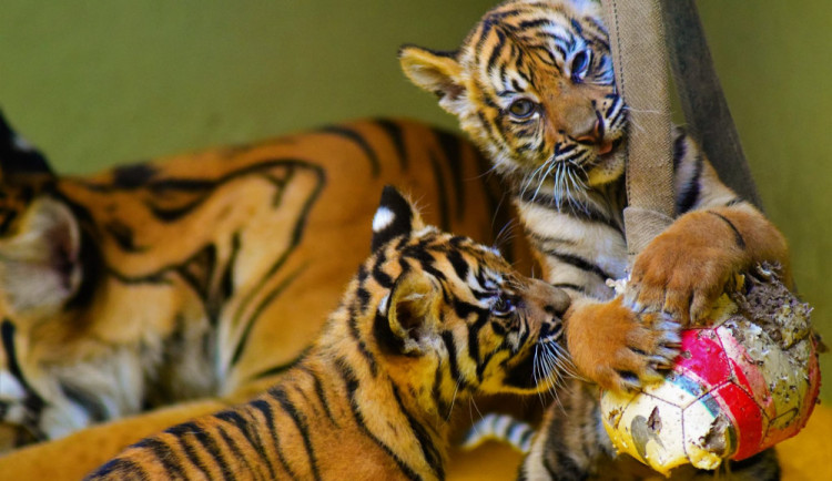 Zoo Jihlava pokřtila tygří mláďata. Od kmotra dostala jména Surya a Mau