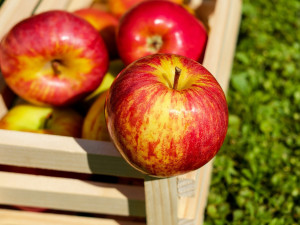 Jablka jsou nejdražší v historii, kilogram stojí přes třiačtyřicet korun