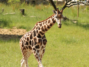V jihlavské zoologické zahradě uhynul žirafí sameček Manu. Příčinu úmrtí určí výsledek pitvy