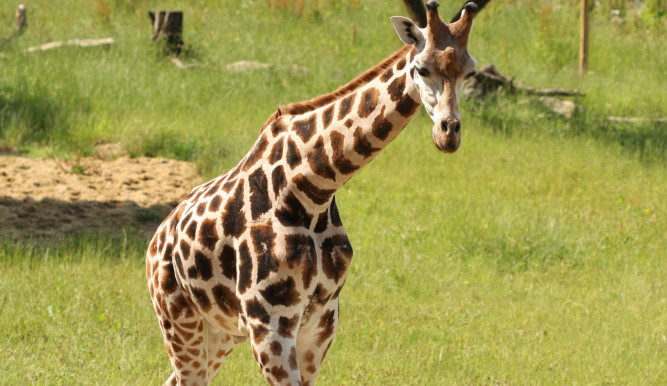 V jihlavské zoologické zahradě zemřel žirafí sameček. Příčinu úmrtí určí výsledek pitvy