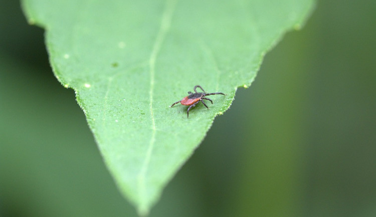 Aktivita klíšťat je vysoká. Jakým místům se vyhýbat a jak se proti těmto parazitům chránit?