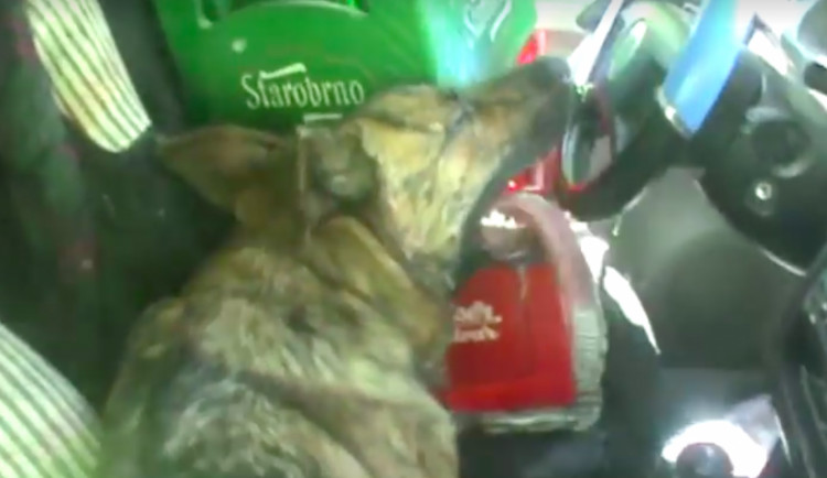 Obušek strážníků zachránil život třem psům uvězněným v uzamčeném vozidle