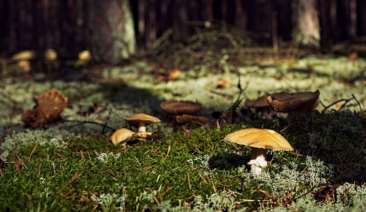 Senior hledal houby tak dlouho, až se stal hledaným. Pátrání skončilo happyendem